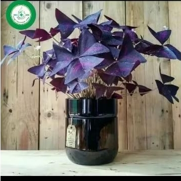 Tanaman Hias oxalis butterfly /oxalis Kupu Kupu
