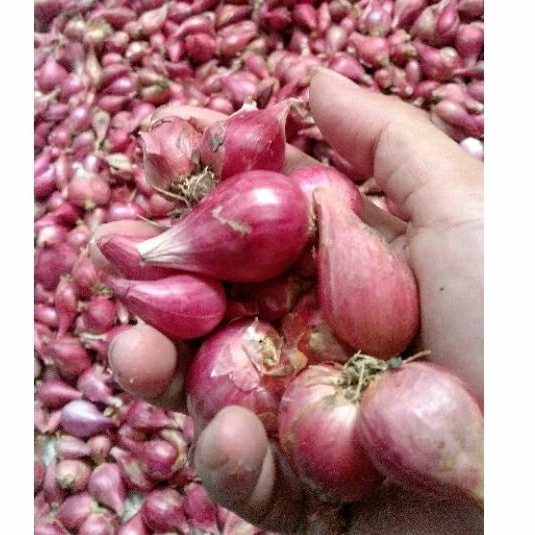 

Bawang Merah Brebes kering