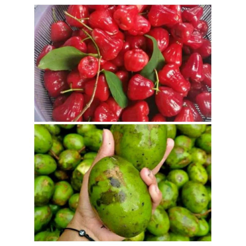 

PAKET RUJAK ISI 1KG ( KEDONGDONG & JAMBU AIR )