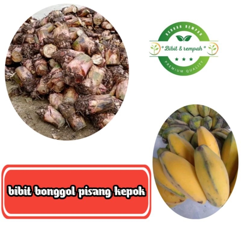 bibit bonggol pisang kepok super jumbo