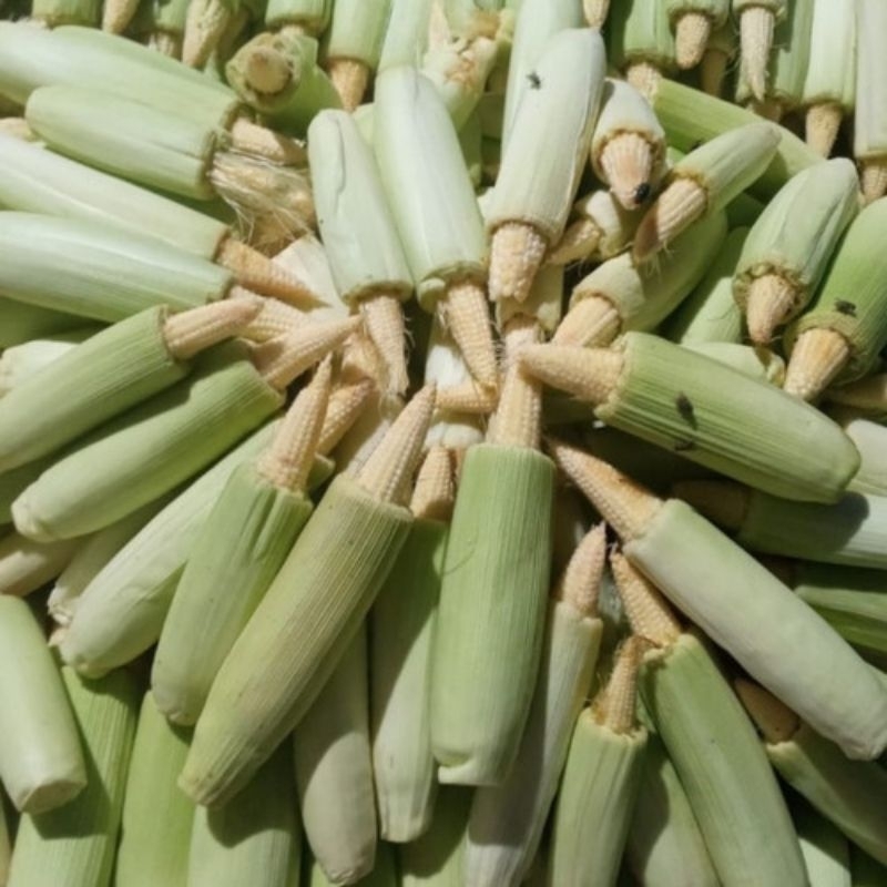 

Jagung acar (250 gr - 500 gr - 1 kg)