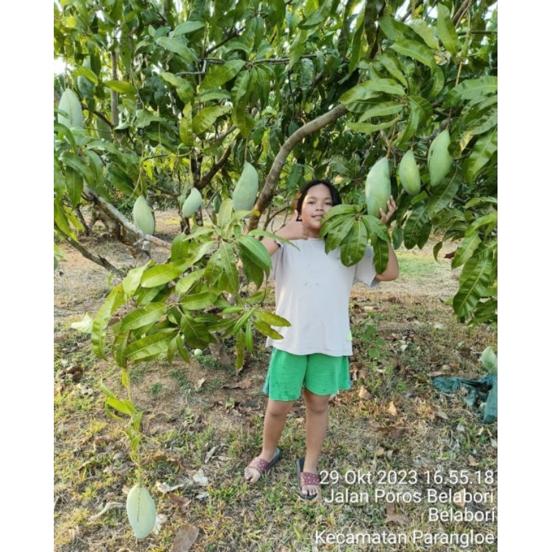 

Mangga Kiojay Original