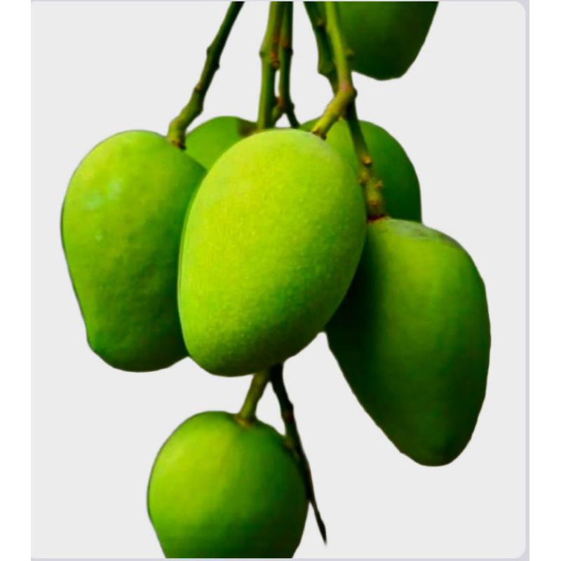 mangga muda rujak 1kg,mentah mangga hijau,asam/mangga telor,manalagi,gadung,golek AREA PULAU JAWA
