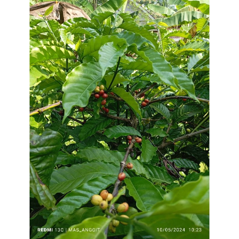 

DAUN KOPI SEGAR 150 gr