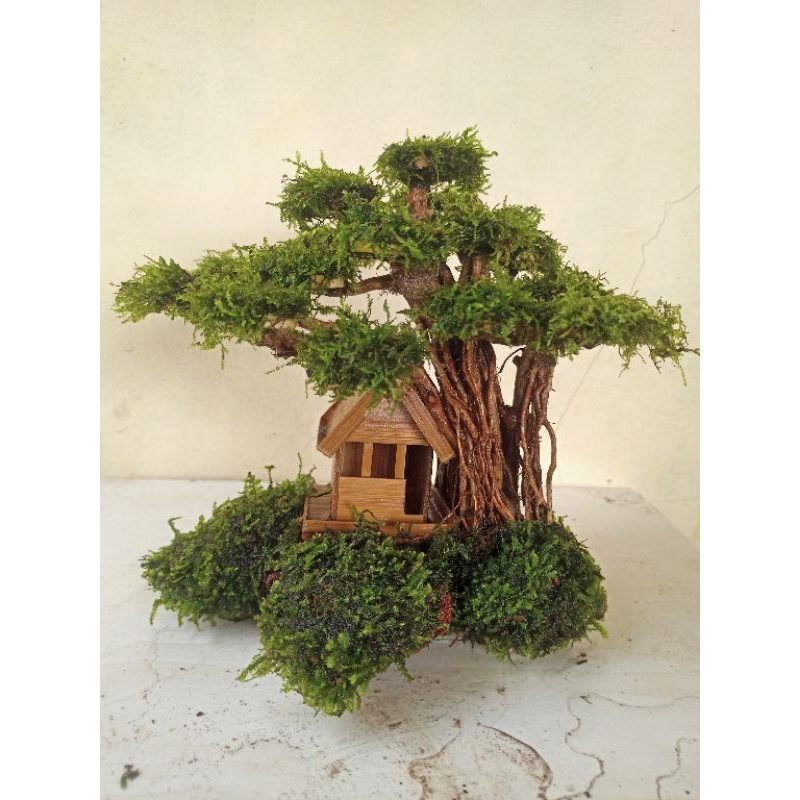 bonsai rumah tanaman aquarium dan aquascape