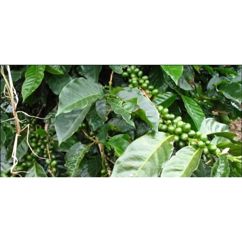 

Daun kopi segar 250 gram petik langsung