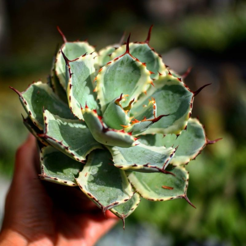 Sekulen Jumbo Agave Potatorum Variegata  'Kichiokan Marginata' (Dwarf Variegated Butterfly Agave)