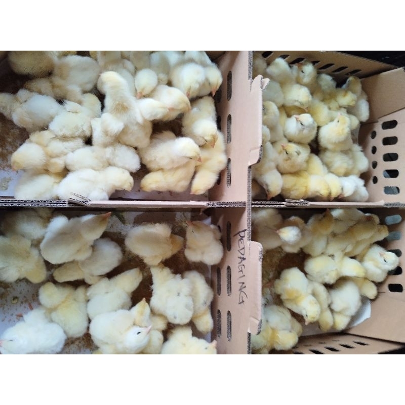 DOC PEJANTAN PESANAN PA ARIF