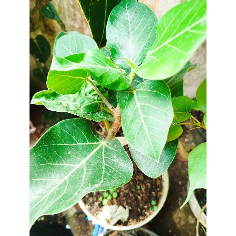 Ficus Benghalensis