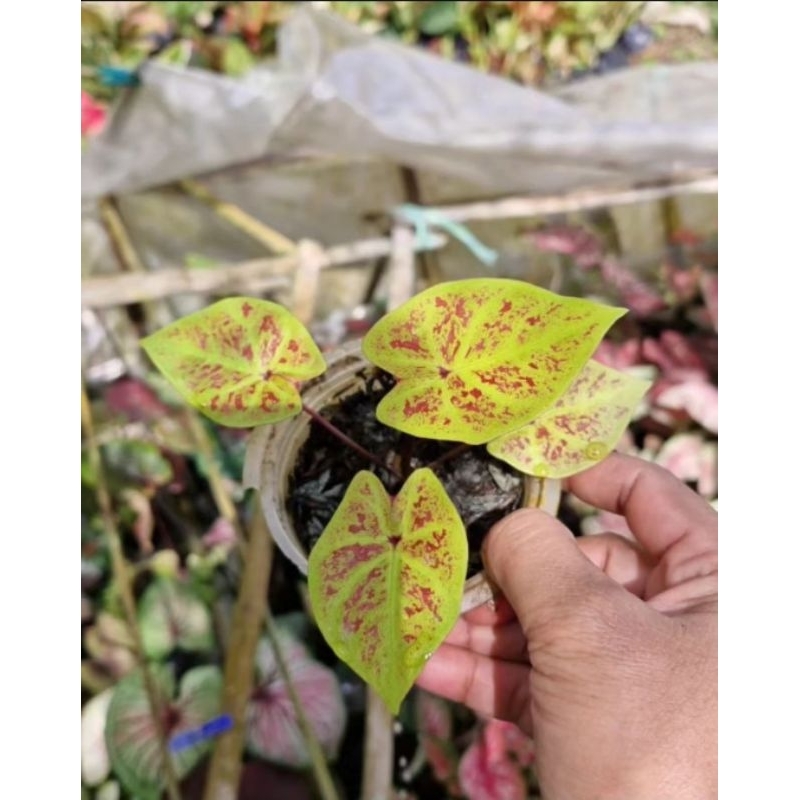 Caladium New Wave-Tanaman Hias Keladi New Wave Bibit Cantik