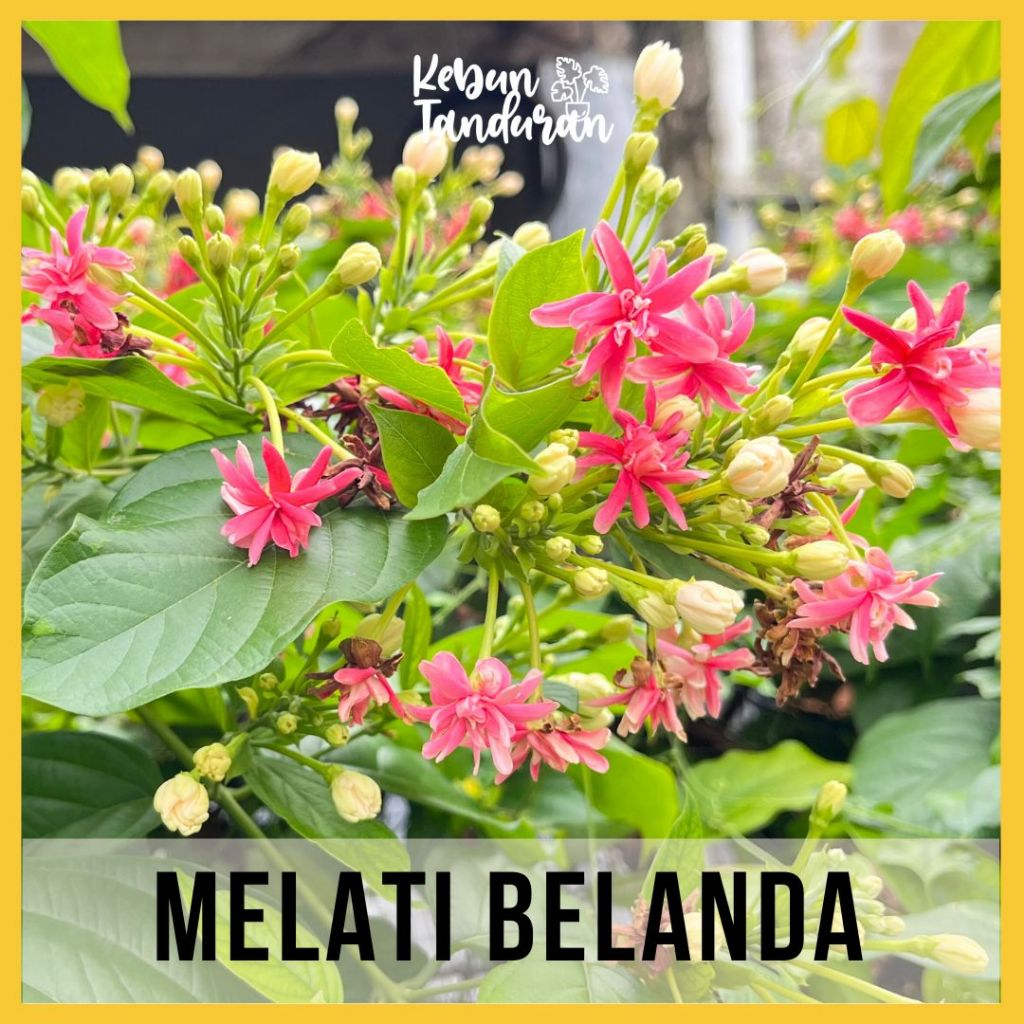 Tanaman Hias Merambat Melati Belanda Thai Double Flower Tanaman Quisqualis Indica