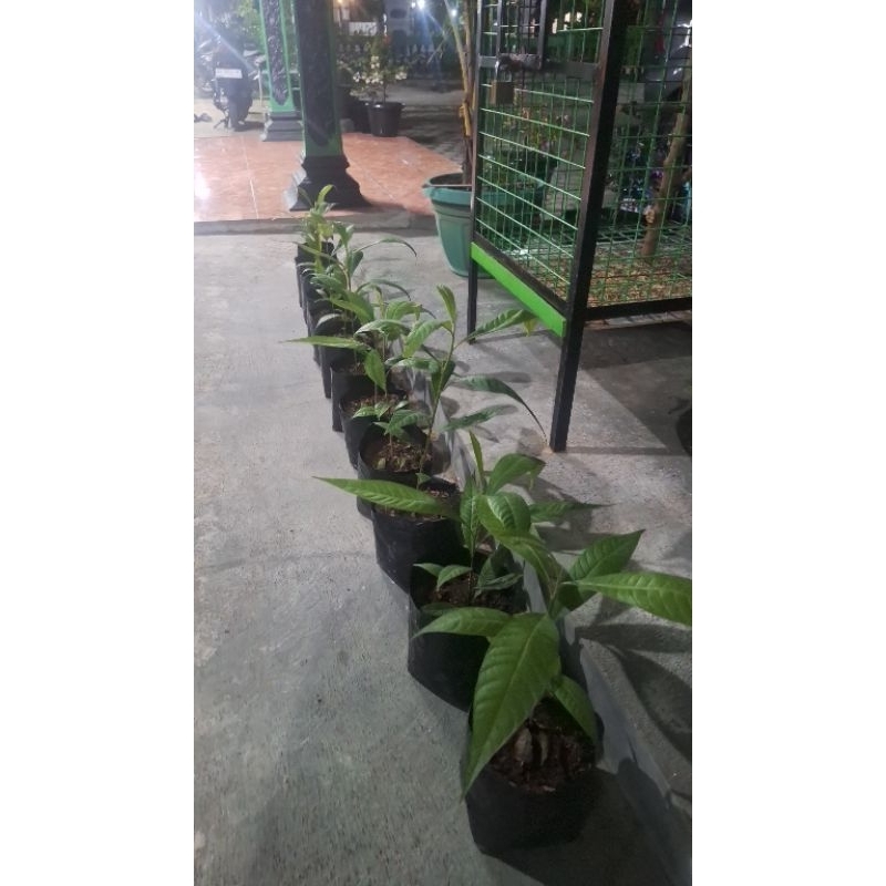 Bibit Mamey Sapote Hasil Tanam Biji