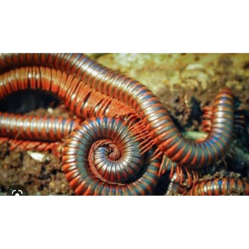 

Luwe Hidup Luwing Obat Herbal Tradisional Termurah Lokal