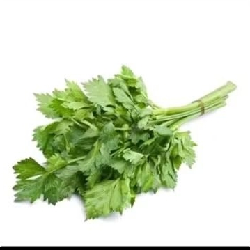 

DAUN SELEDRI per ikat