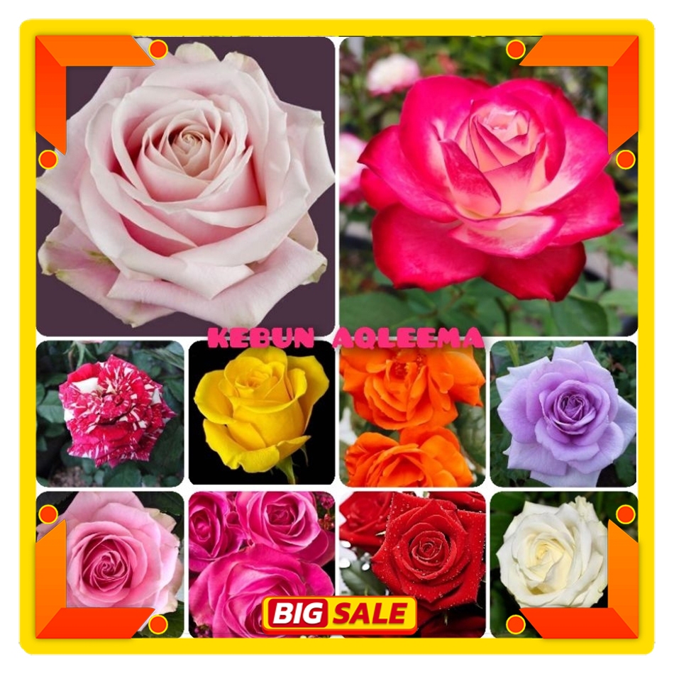 Tanaman Mawar Import - Mawar Holland Lengkap