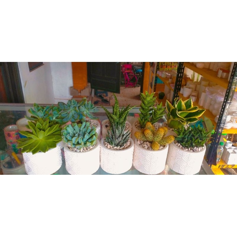 kaktus dan pot semen 10cm dan tanaman