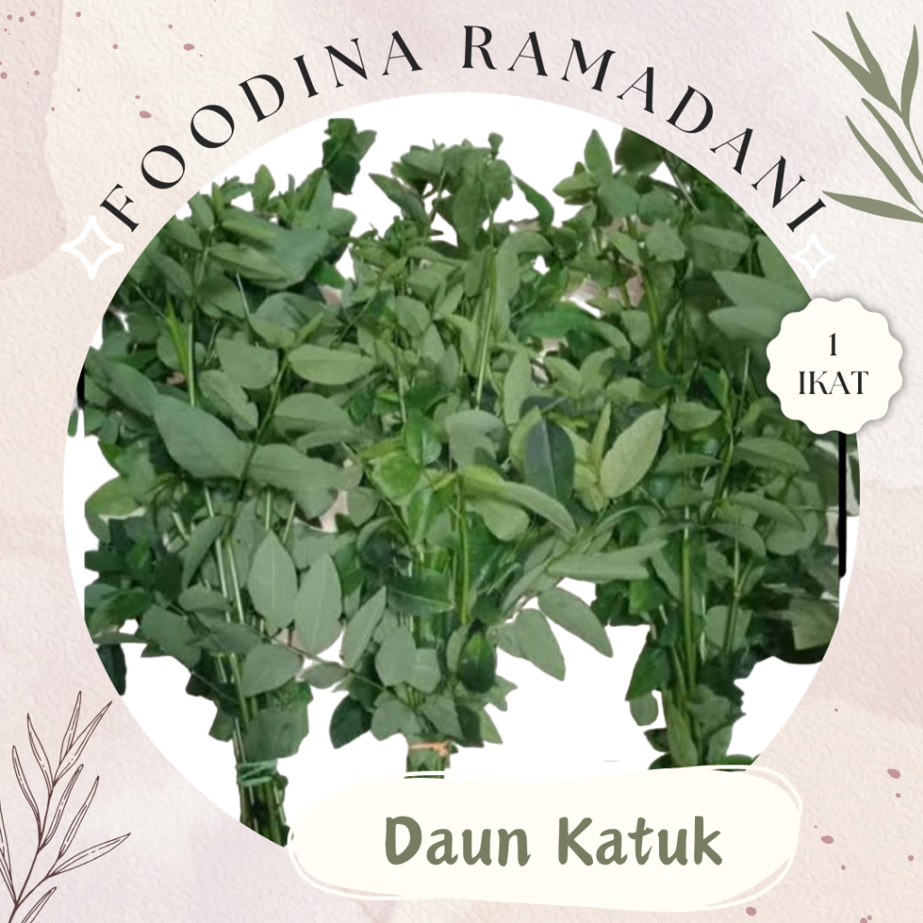 

DAUN KATUK Cekur Manis - Katuk Leaf Fresh [ 1 Ikat ] Harga Per IKAT