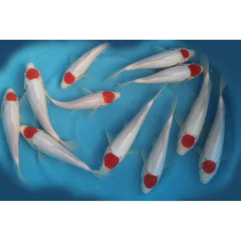 ikan koi Tancho kohaku size 30cm