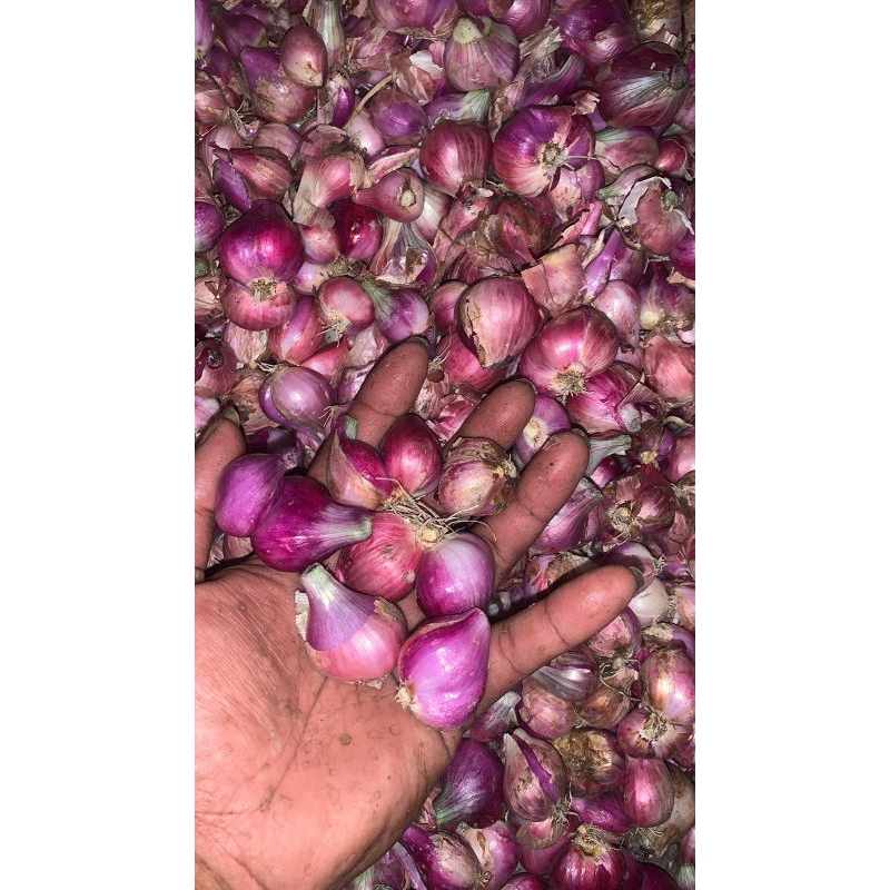 

bawang merah nganjuk
