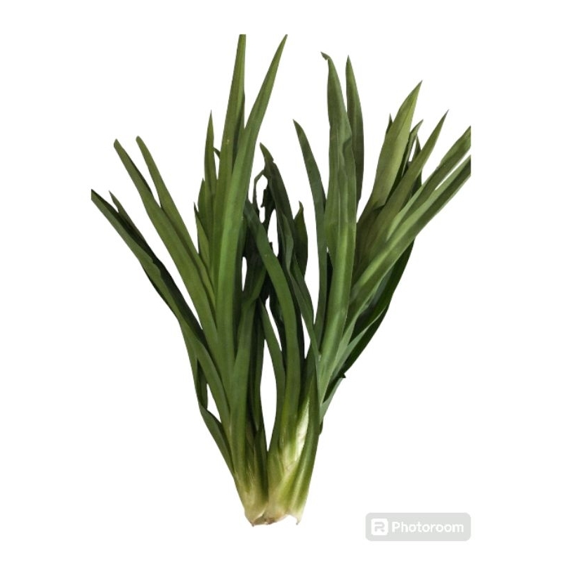 

Daun Pandan Seger - perikat