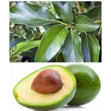 

Daun Alpukat Rp.10.000 ( Porsi 10.000) muraahhhhh