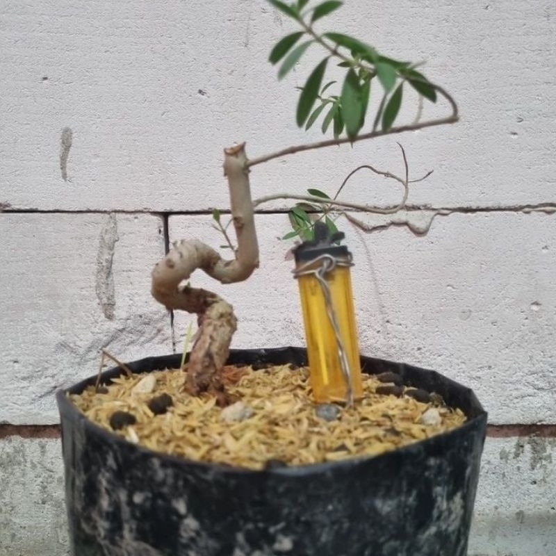 Bahan bonsai Santigi Mame