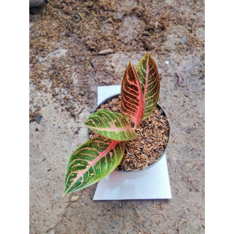 aglonema red sumatra