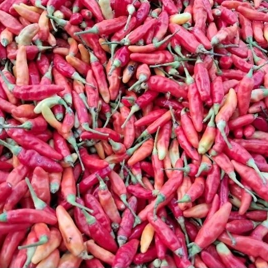 

Cabe Rawit Merah + FREE BONUS SAYURAN