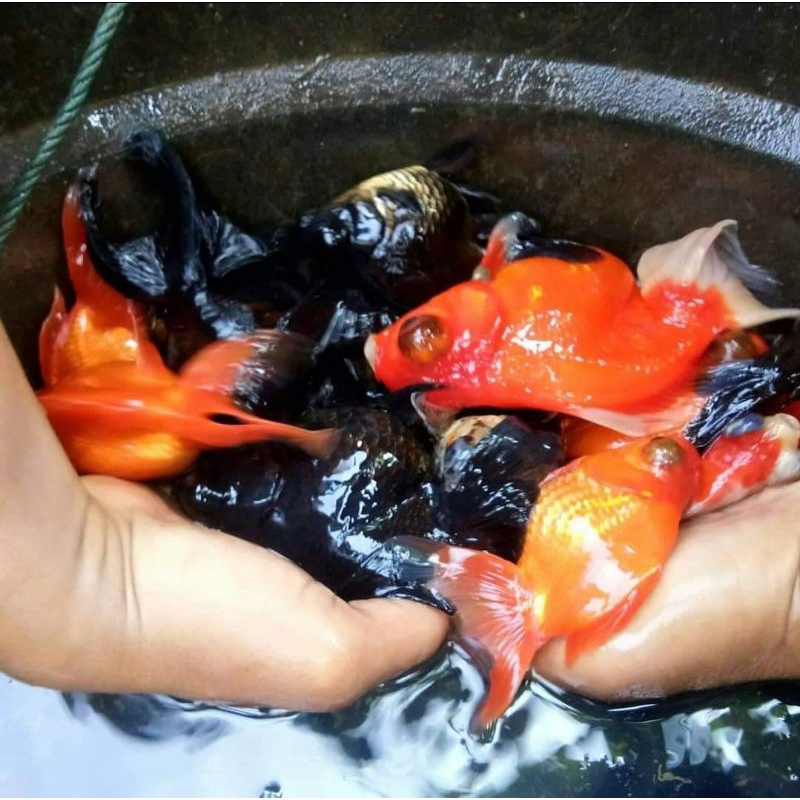 Ikan mas koki indukan sepasang (4ekor) siap pijah (100% TERJAMIN)