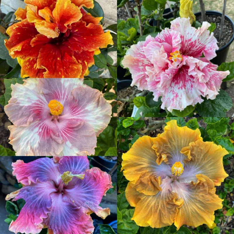 [PROMO PAKET] Hemat 5 Jenis Tanaman Hias Kembang Sepatu Hibiscus - Bibit Bunga Sepatu Import