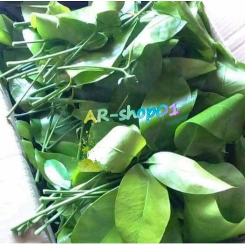 

daun tangkil melinjo muda segar | daun melinjo fress