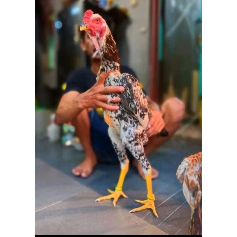 

3 BUTIR TELUR AYAM SAMO SIAP TETAS