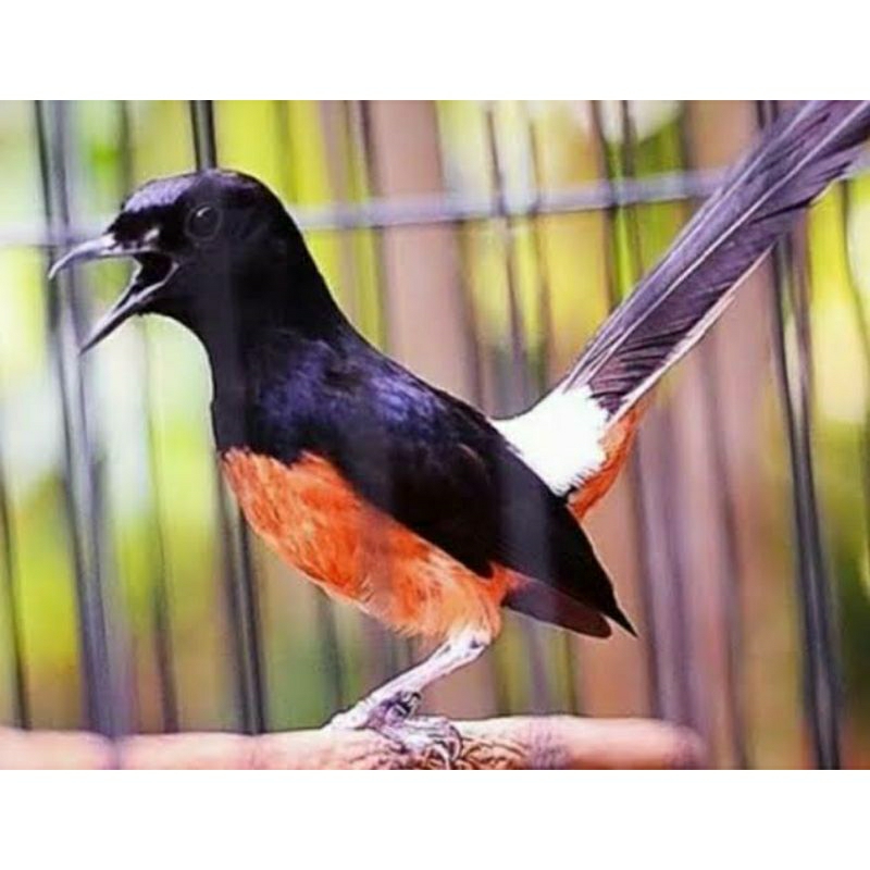 MURAI BATU MEDAN GACORAN MURAY MB non gembung