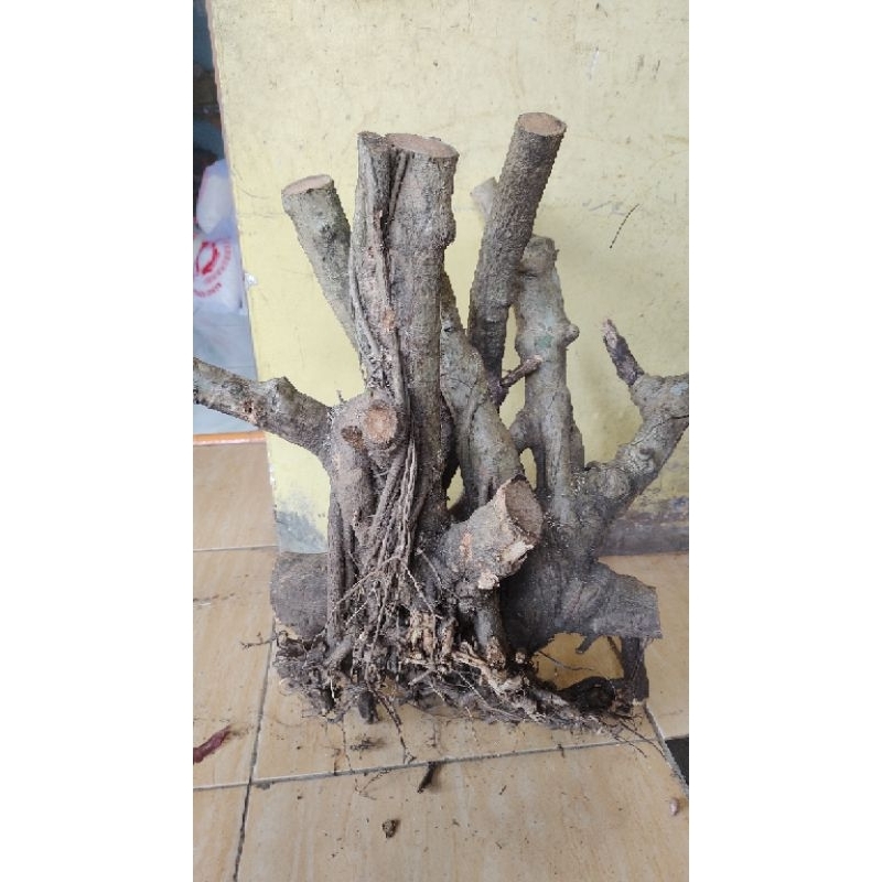 bahan bonsai Tlogosari jumbo realpic sesuai gambar