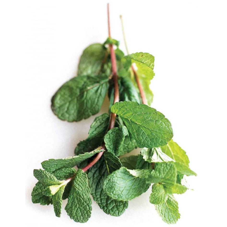 

Daun Min Peppermint Untuk Masakan Penambah Cita Rasa Segar 1 Ikat Murah