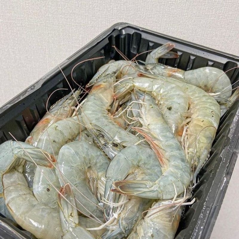 

udang segar