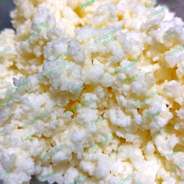 Best Promo Bibit Kefir Grains 25 Gram