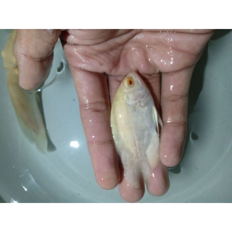 Ikan Hias Oscar Albino