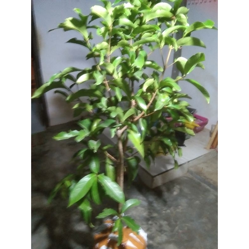 

jambu Jamaika
