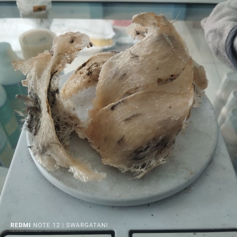 

SARANG BURUNG WALET JAWA KOTOR