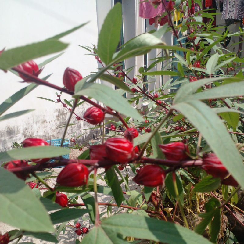 Bunga rosella merah segar atau kering