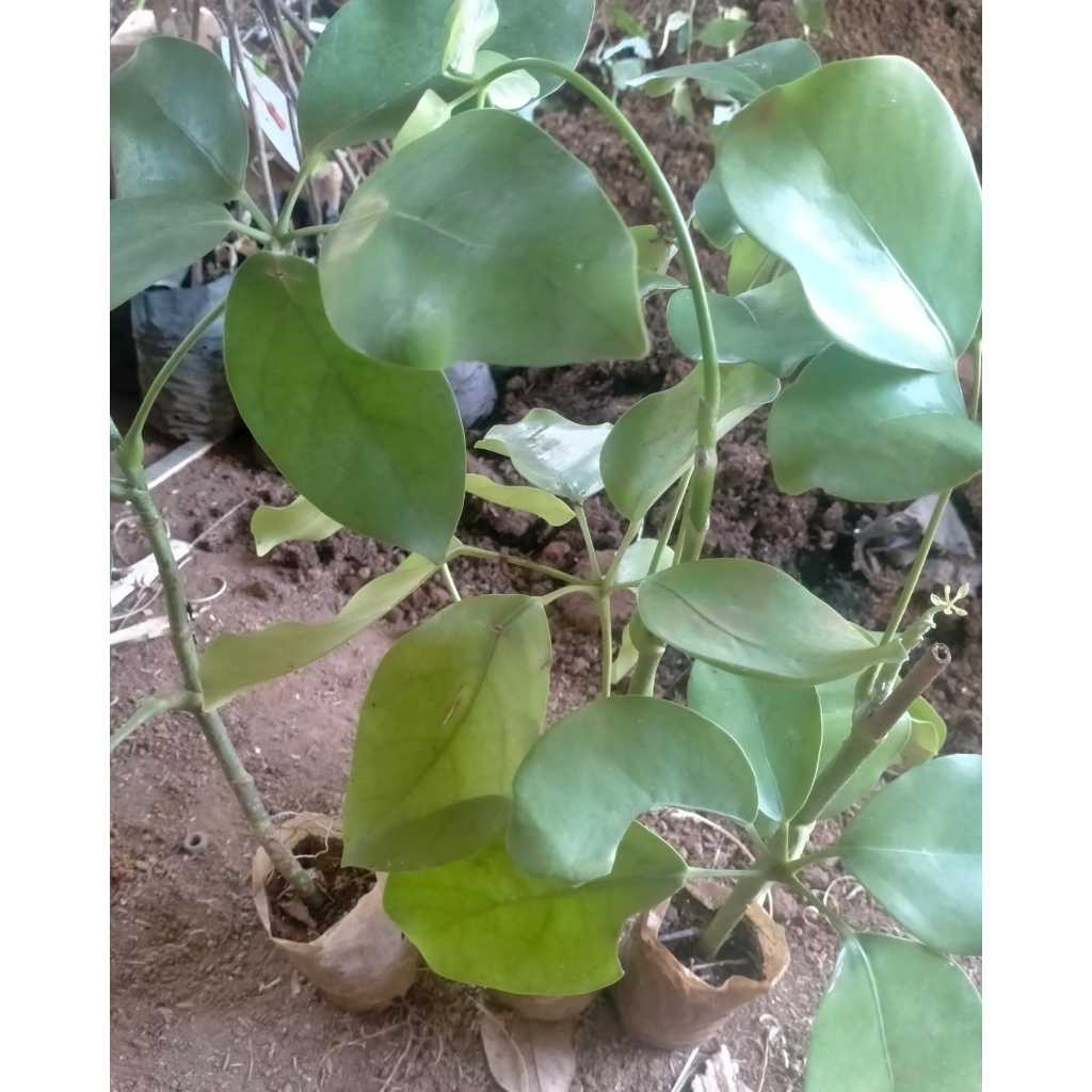 Bibit Tanaman langka Tlogosari - Beragam manfaat