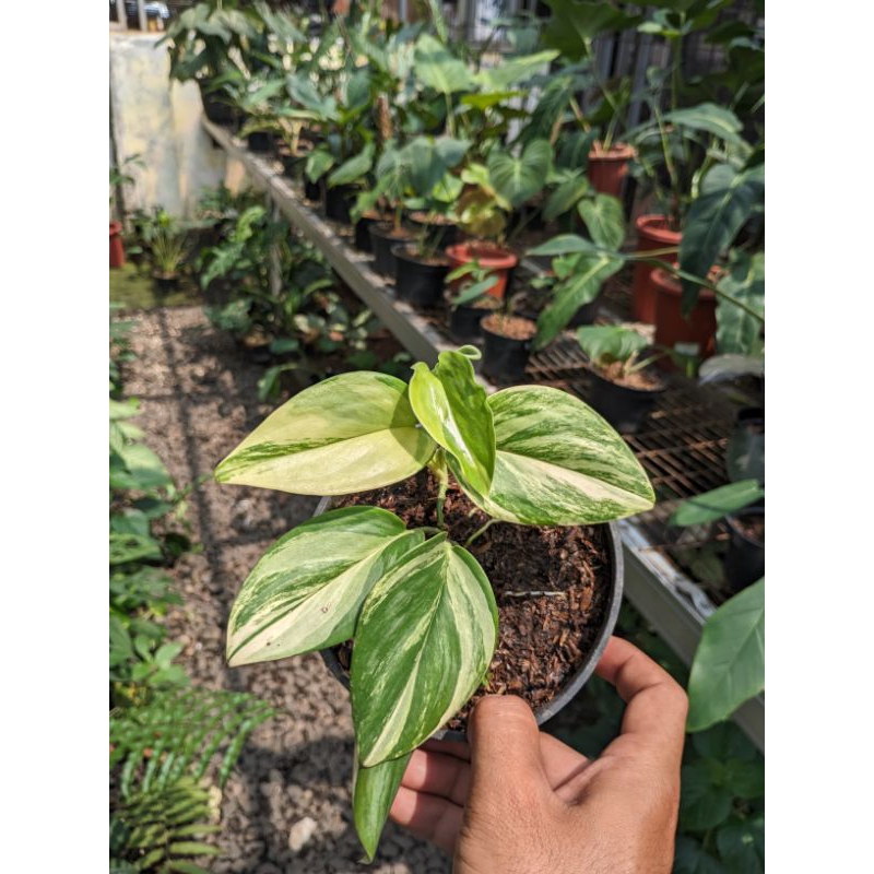 tanaman hias scindapsus rubicon