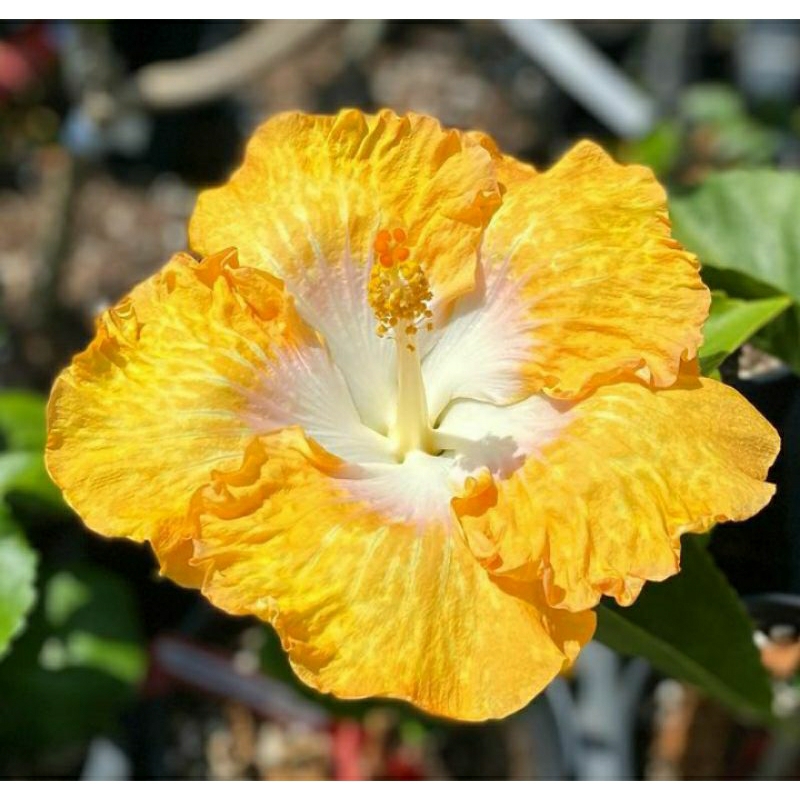 tanaman hias bibit kembang sepatu hibiscus Harvest moon bibit pohon bunga sepatu hibiscus