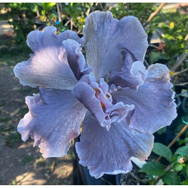 tanaman hias bibit pohon kembang sepatu hibiscus Marianne charlton bibit kembang sepatu hibiscus