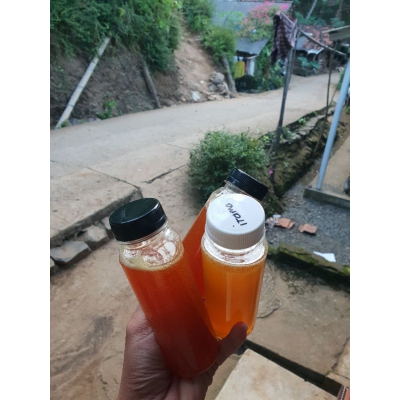 

madu trigona