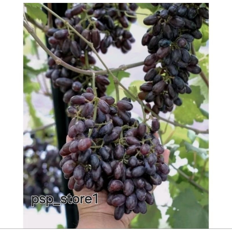 

Anggur import jenis akademik gampang berbuah