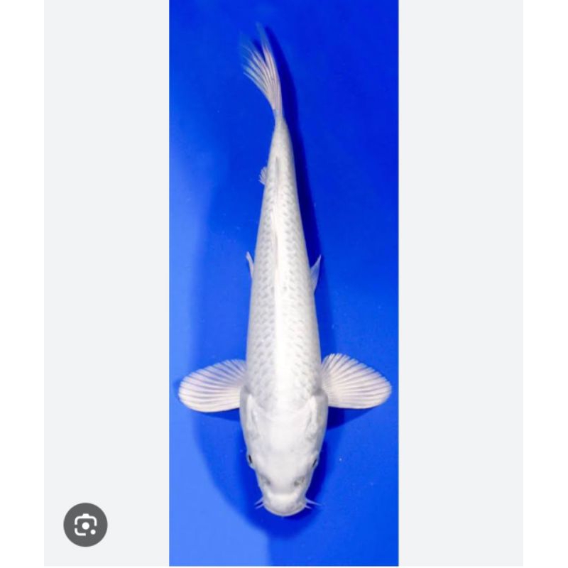 Koi Platinum super putih salju size 3-5cm isi 20ekor