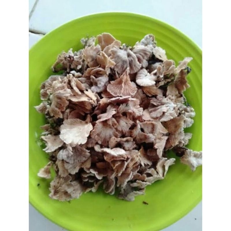 

Jamur Kerikit Gerigit Kering 1 kg