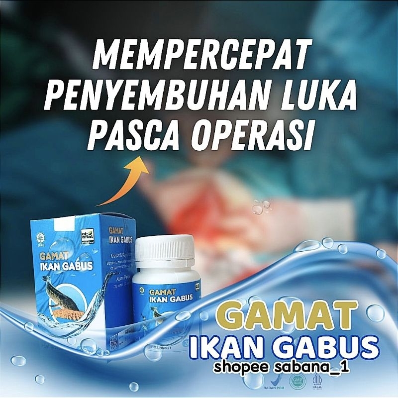 Kapsul Gamat plus Ikan Gabus